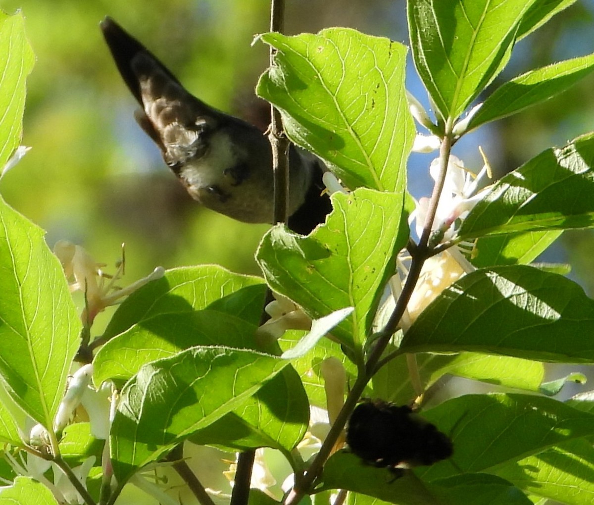 Ruby-throated Hummingbird - Brent Daggett