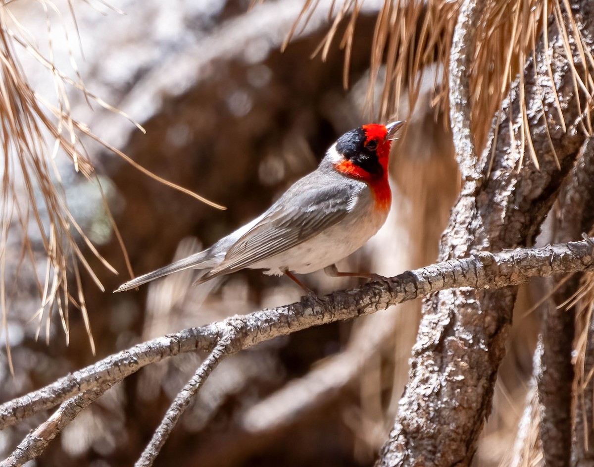 Red-faced Warbler - Eric Bodker