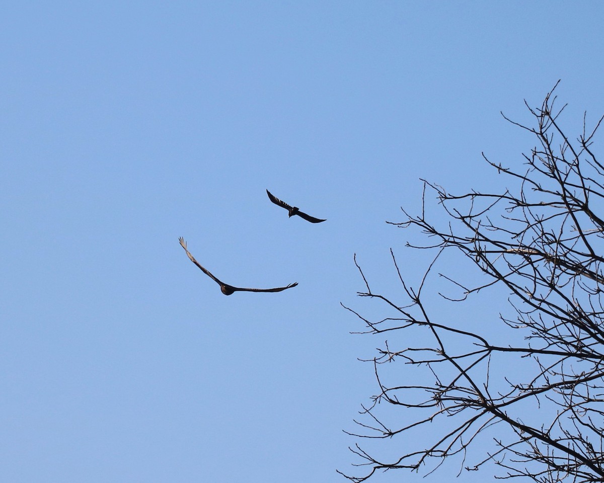 Turkey Vulture - ML619487259