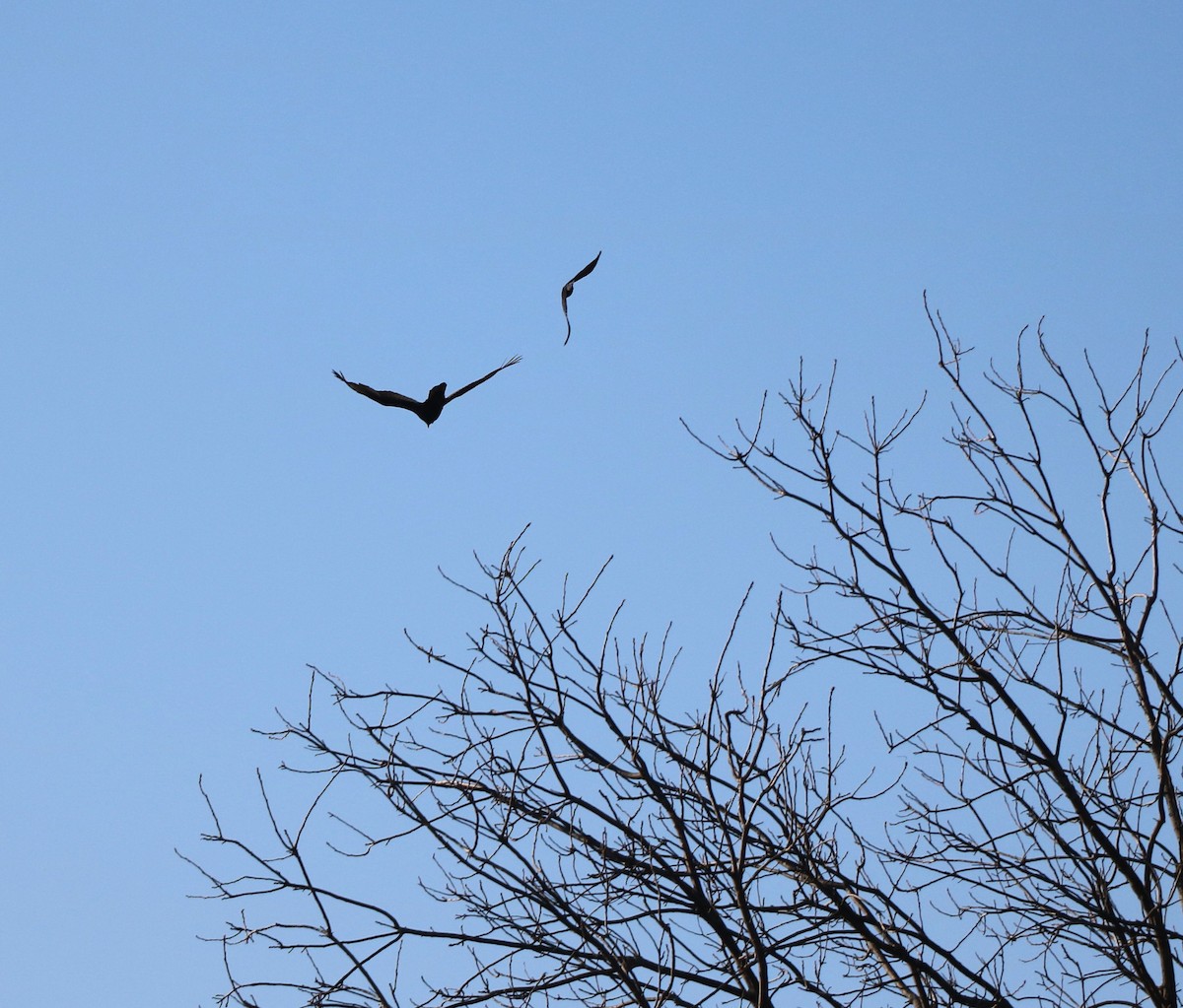 Turkey Vulture - Lisa Maier