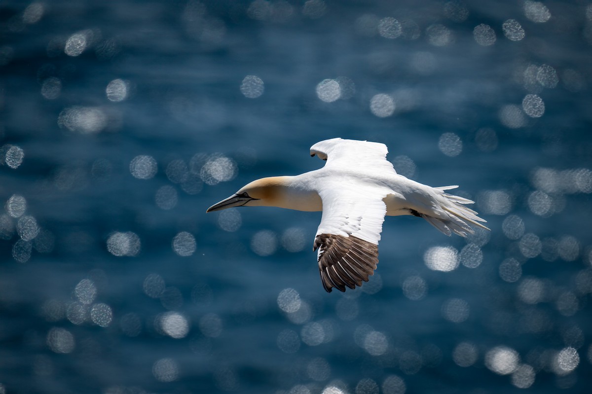 Northern Gannet - Ronan Toomey