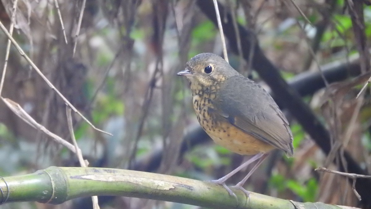 Speckle-breasted Antpitta - ML619487275