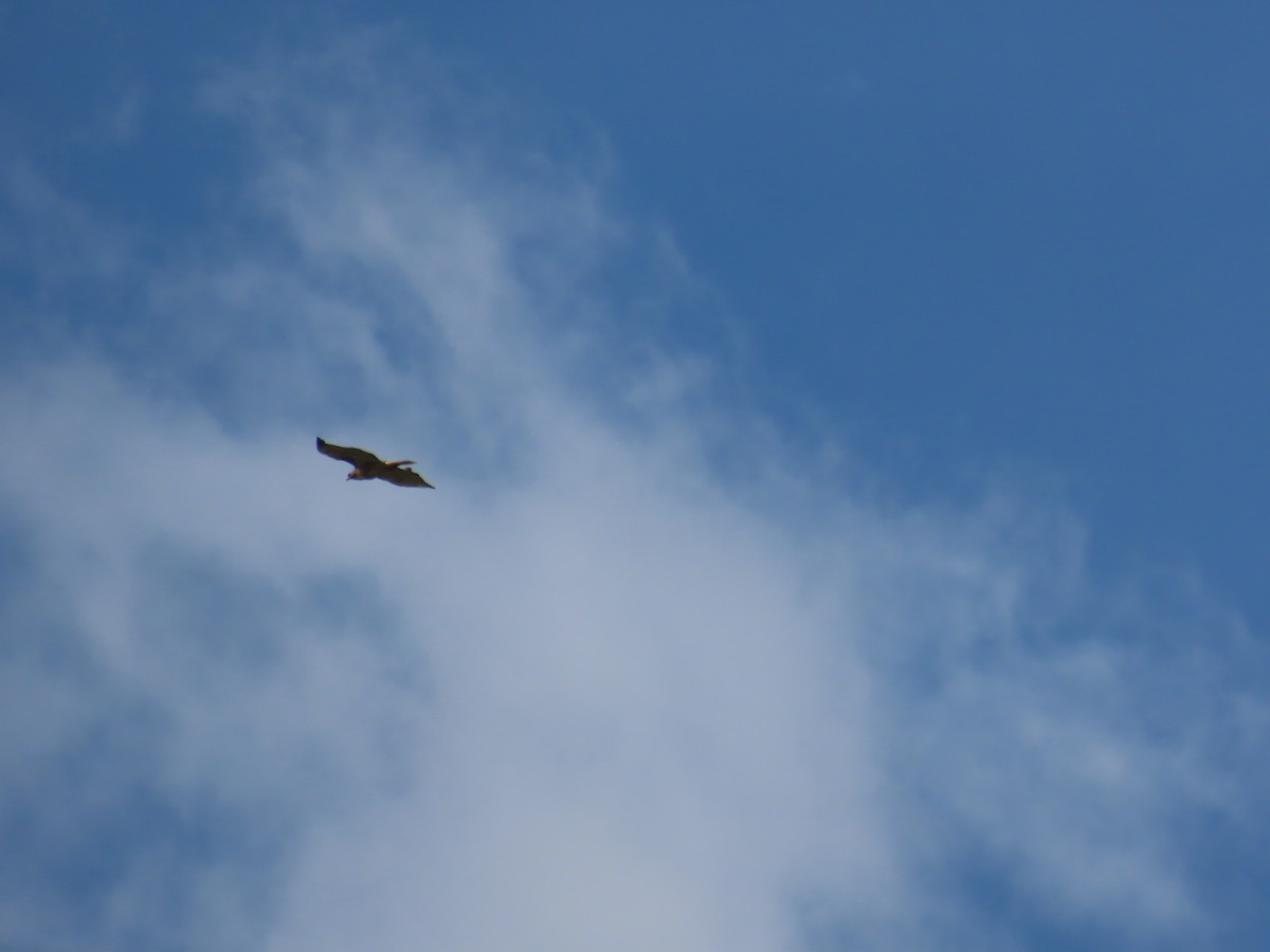 Red-tailed Hawk (calurus/alascensis) - Kieran Schnitzspahn