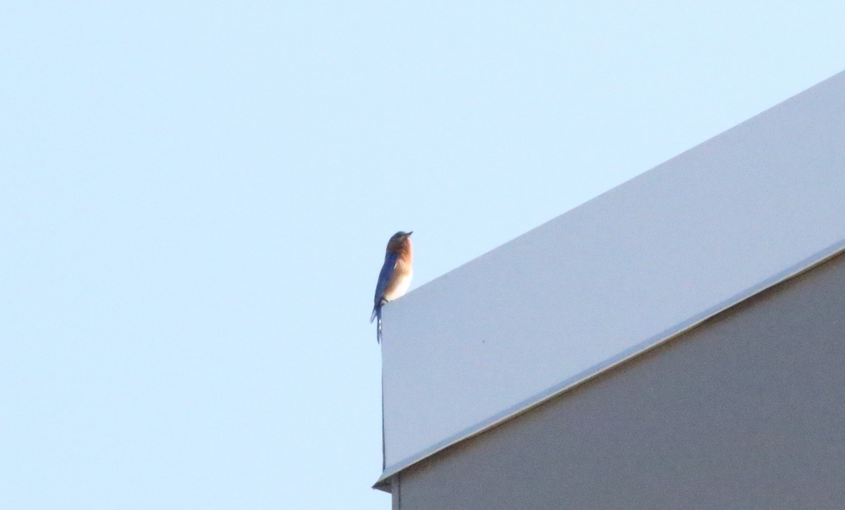 Eastern Bluebird - Joe Gyekis