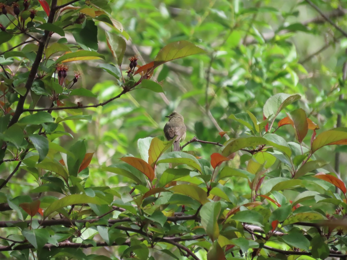 Black-throated Blue Warbler - Kieran Schnitzspahn