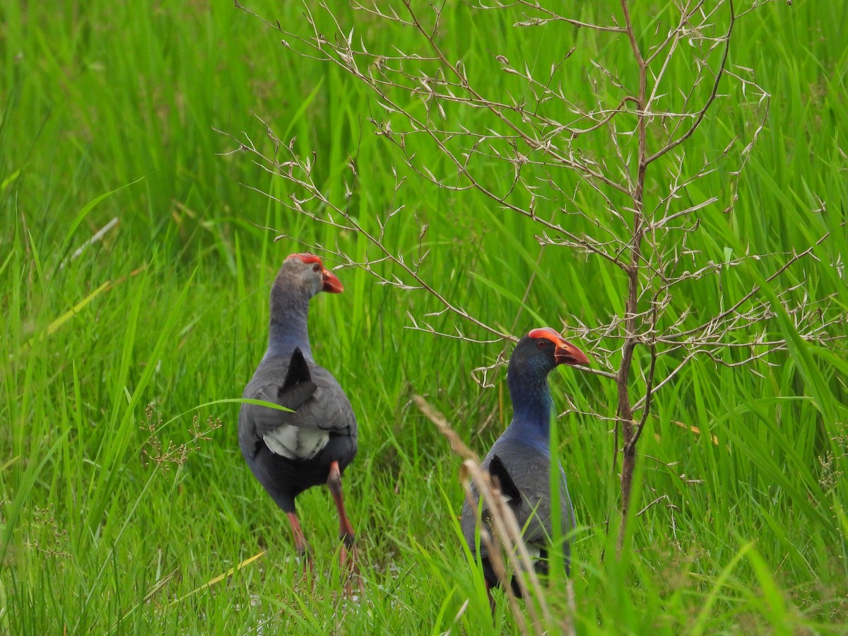 Black-backed x Gray-headed Swamphen (hybrid) - ML619487296