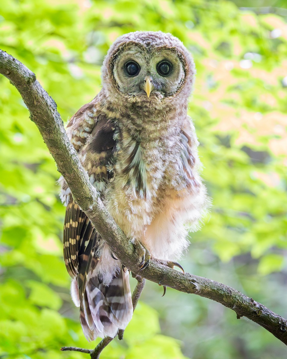 Barred Owl - Todd Fibus