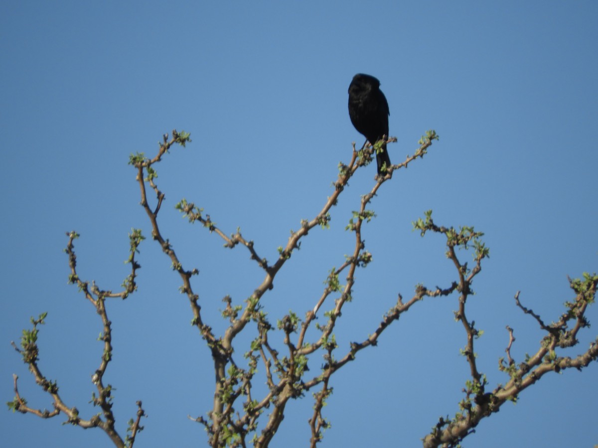 Bronzed Cowbird - Thomas Bürgi