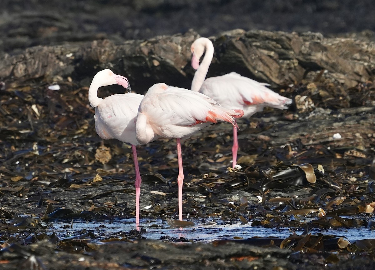 Greater Flamingo - Anthony Schlencker