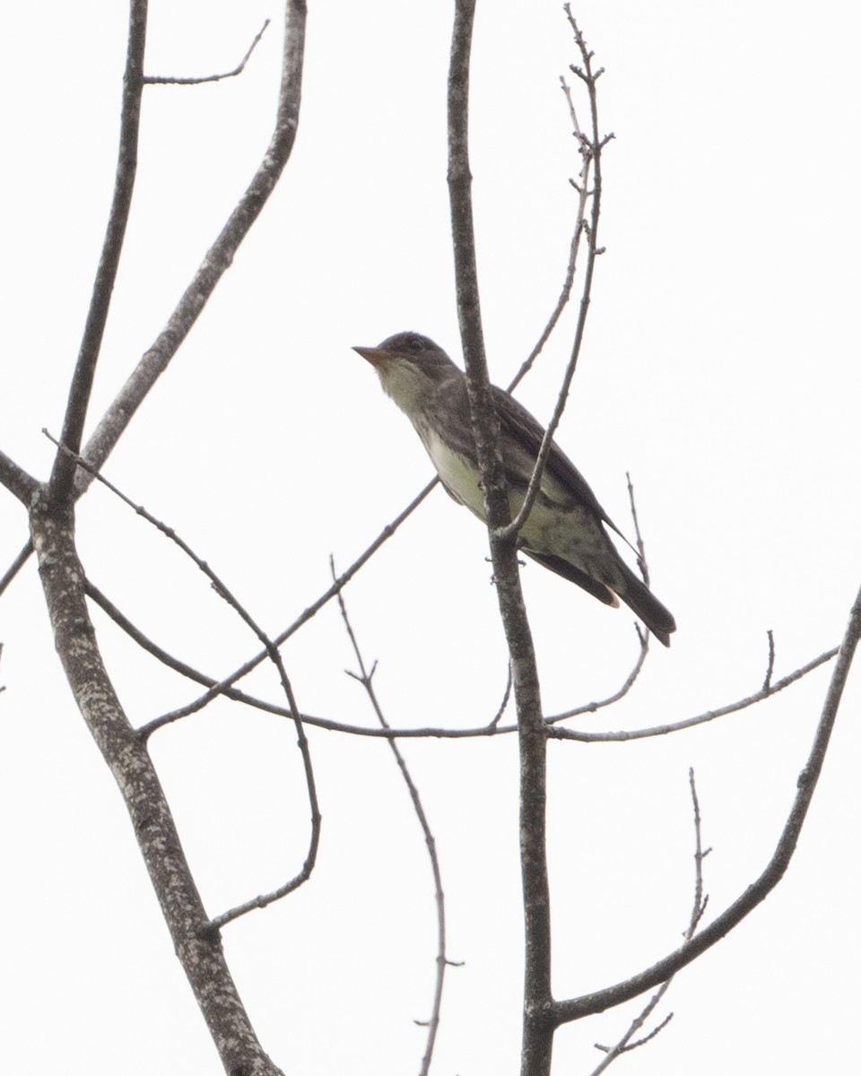 Olive-sided Flycatcher - Dorrie Holmes