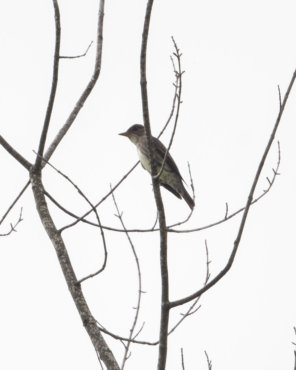 Olive-sided Flycatcher - Dorrie Holmes