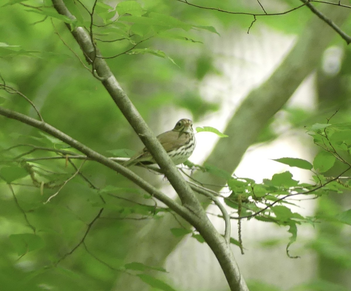 Ovenbird - Harriet Bell