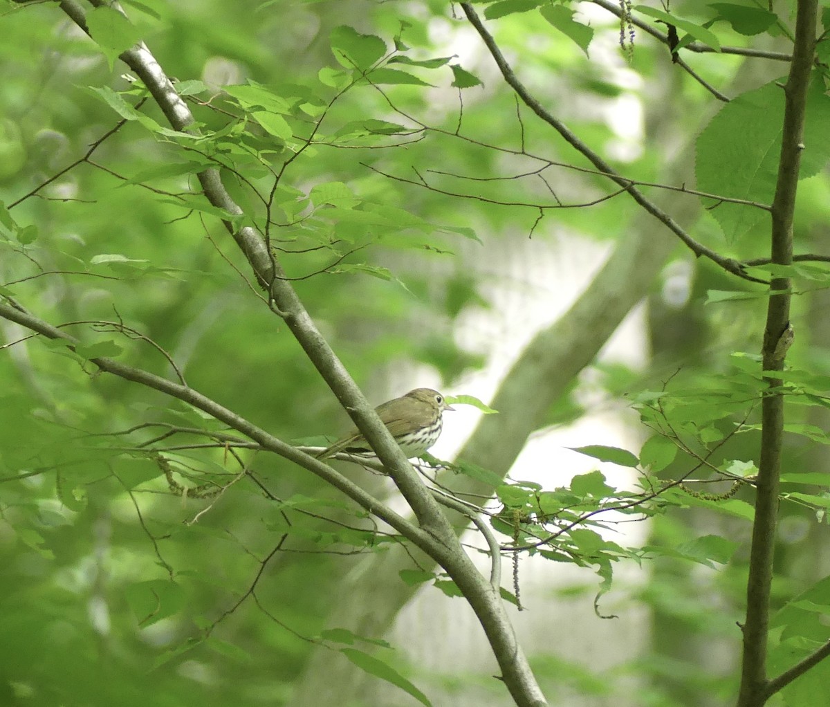 Ovenbird - Harriet Bell