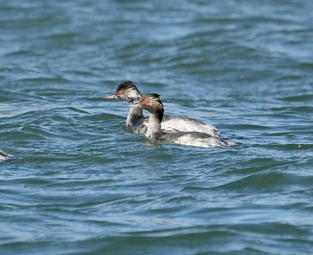 Eared Grebe - Anthony Schlencker