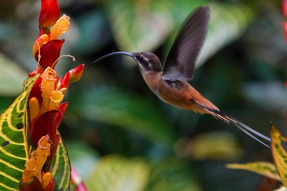 Tawny-bellied Hermit - Celesta von Chamier