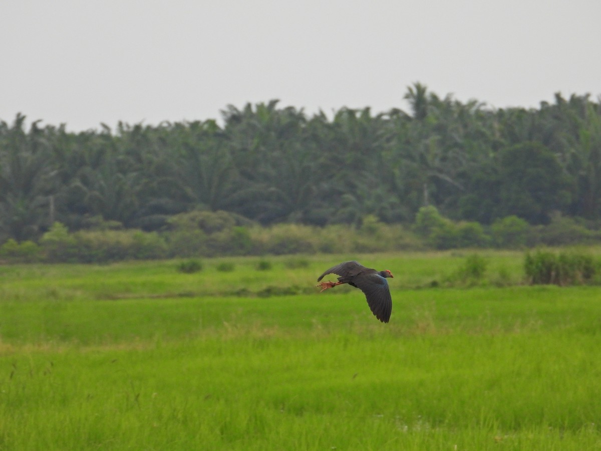 Black-backed x Gray-headed Swamphen (hybrid) - ML619487324