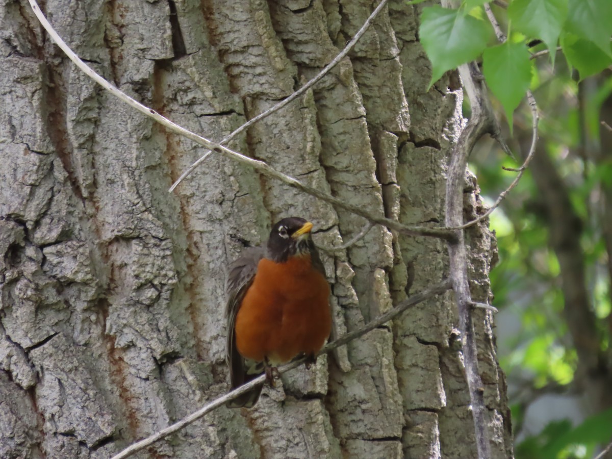 American Robin - Kieran Schnitzspahn