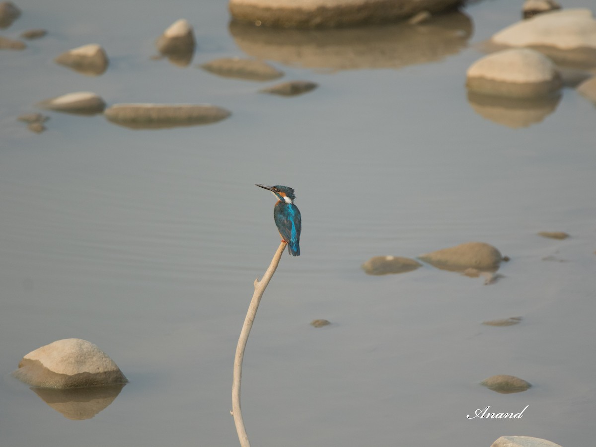 Common Kingfisher - Anand Singh