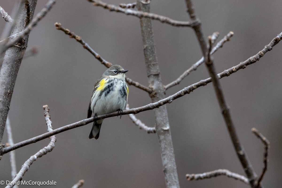 Yellow-rumped Warbler (Myrtle) - David McCorquodale