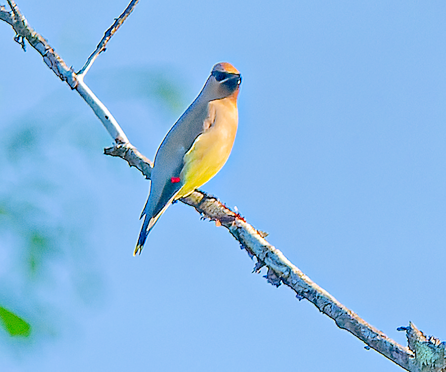 Cedar Waxwing - ML619487333