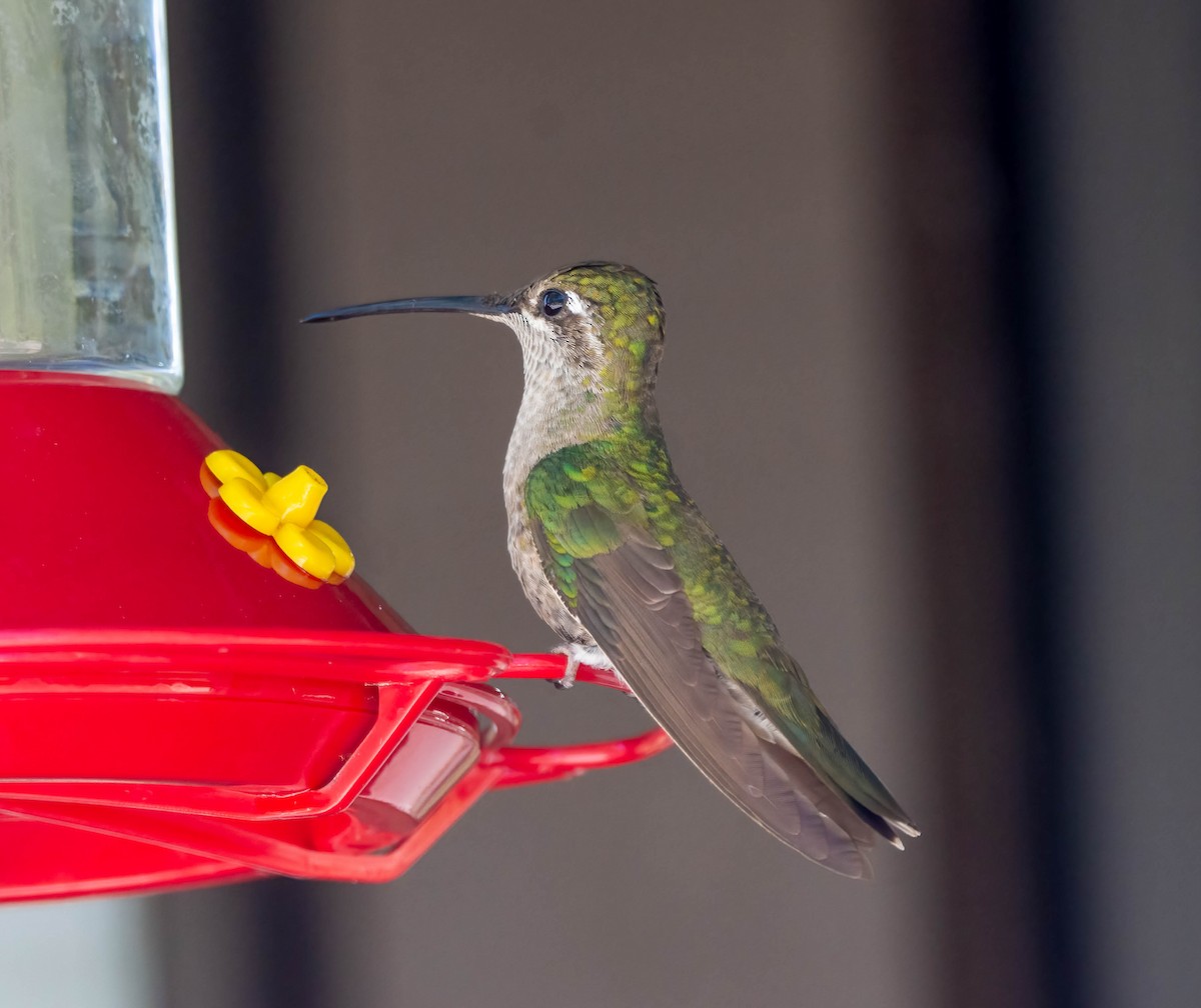 Rivoli's Hummingbird - Eric Bodker