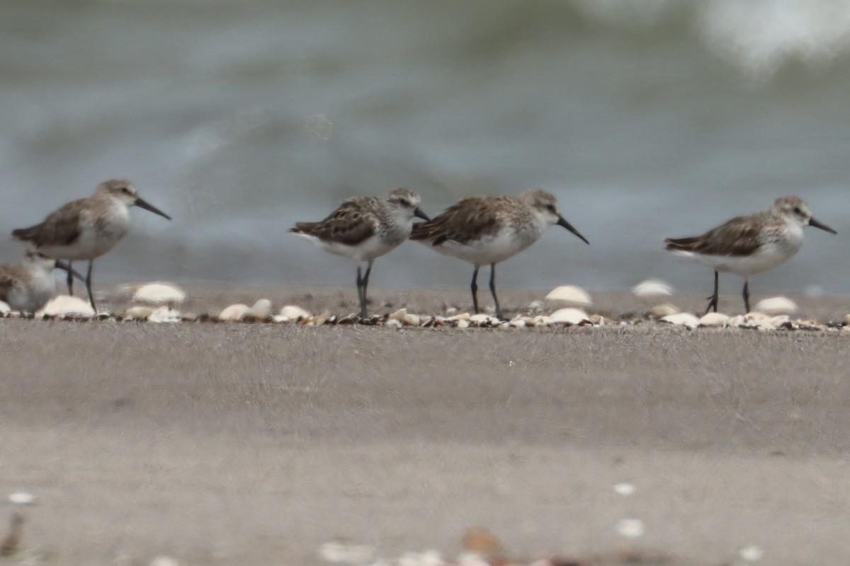 Semipalmated Sandpiper - John van Dort