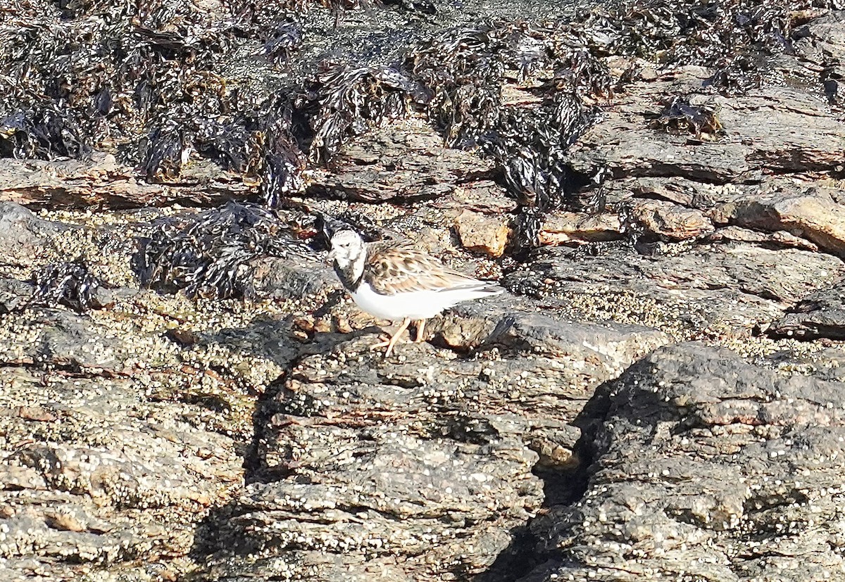 Ruddy Turnstone - Anthony Schlencker