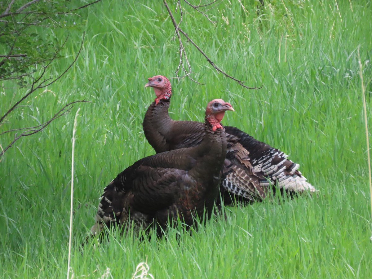 Wild Turkey - ML619487345