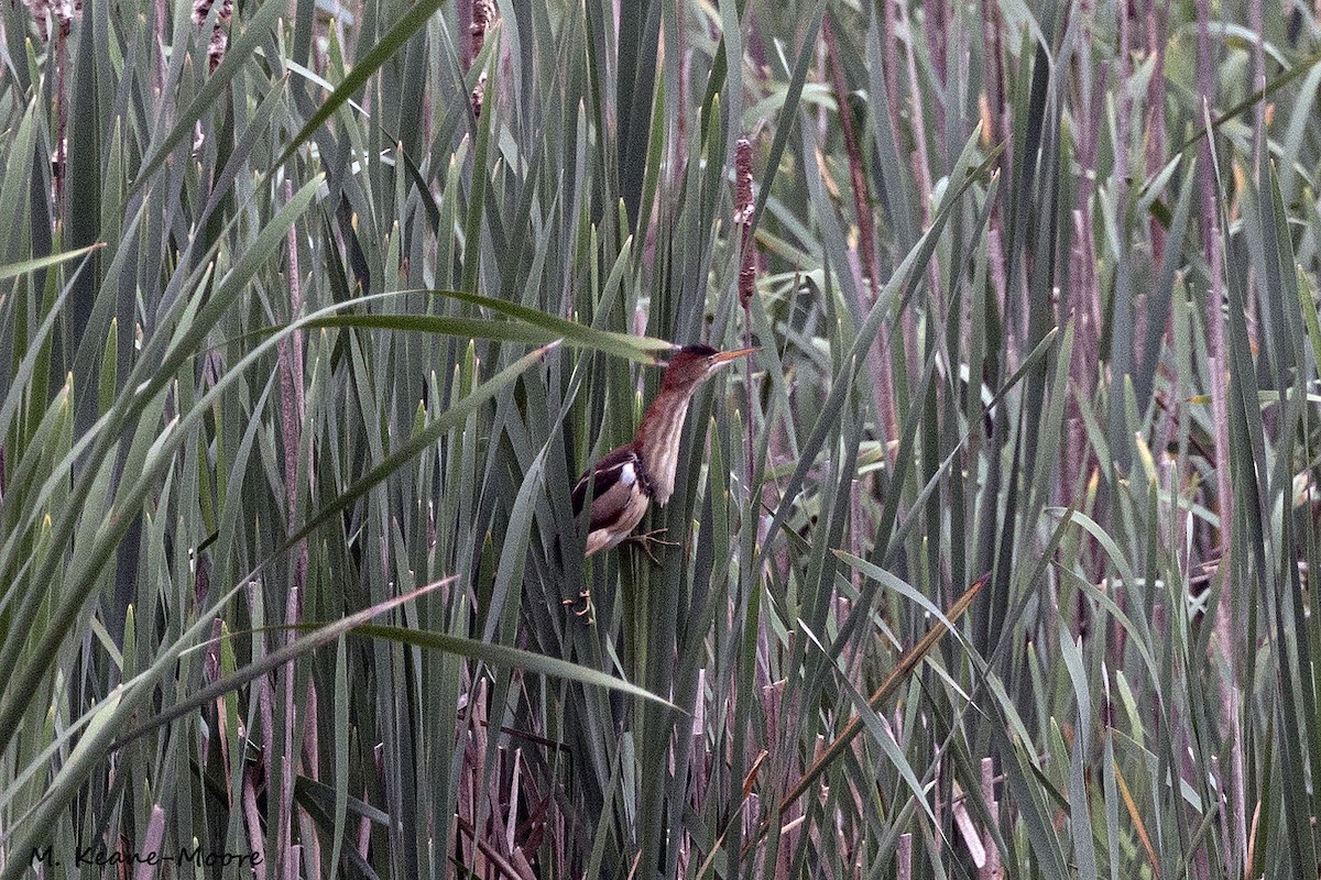 Least Bittern - ML619487351