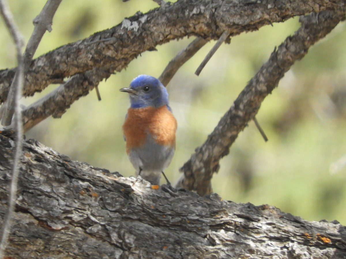 Western Bluebird - Thomas Bürgi