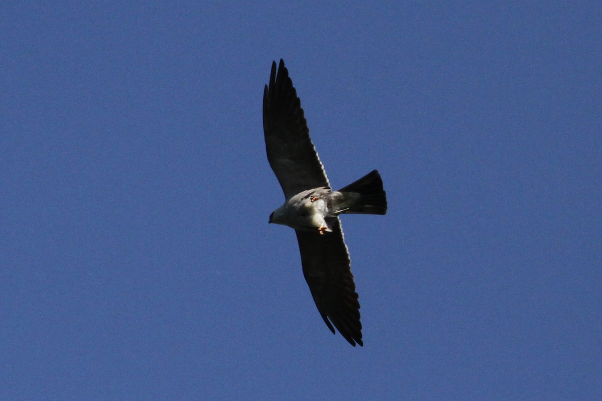 Mississippi Kite - ML619487356