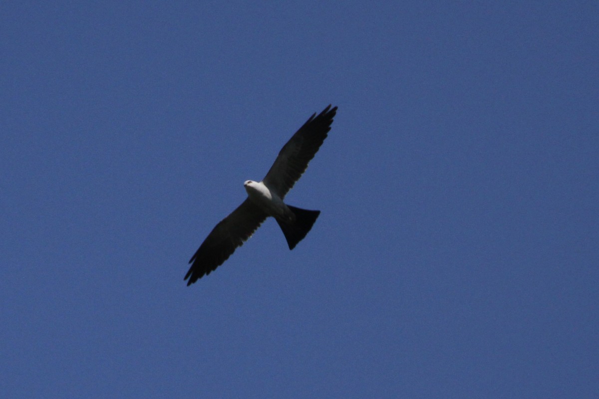 Mississippi Kite - ML619487357