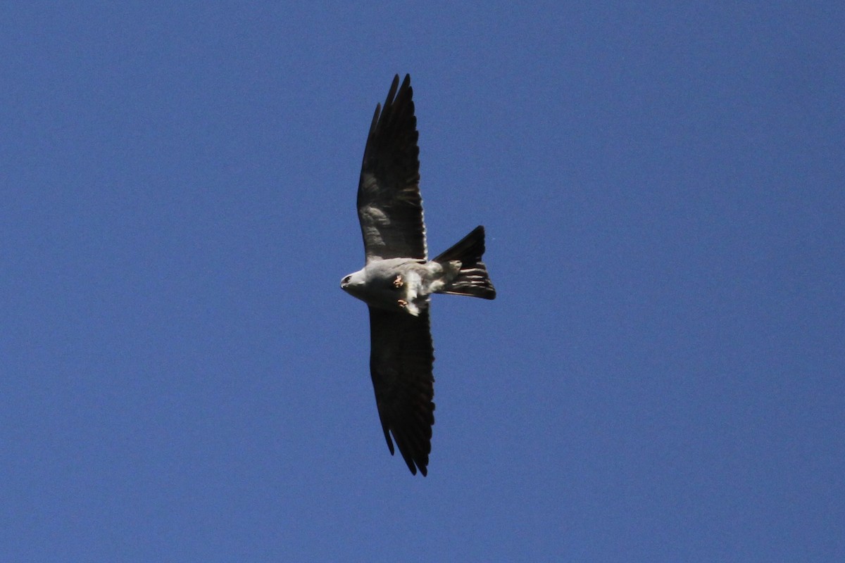 Mississippi Kite - ML619487358