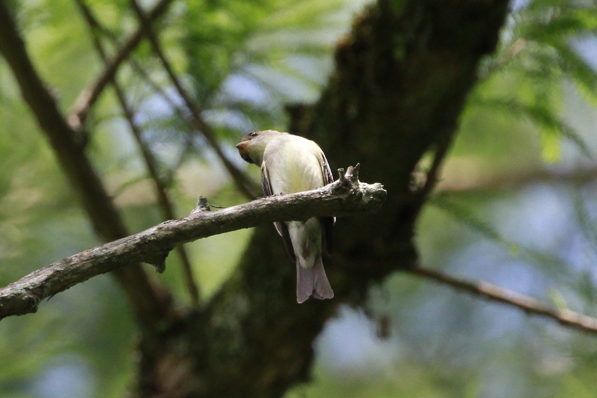 Eastern Wood-Pewee - Connie Guillory