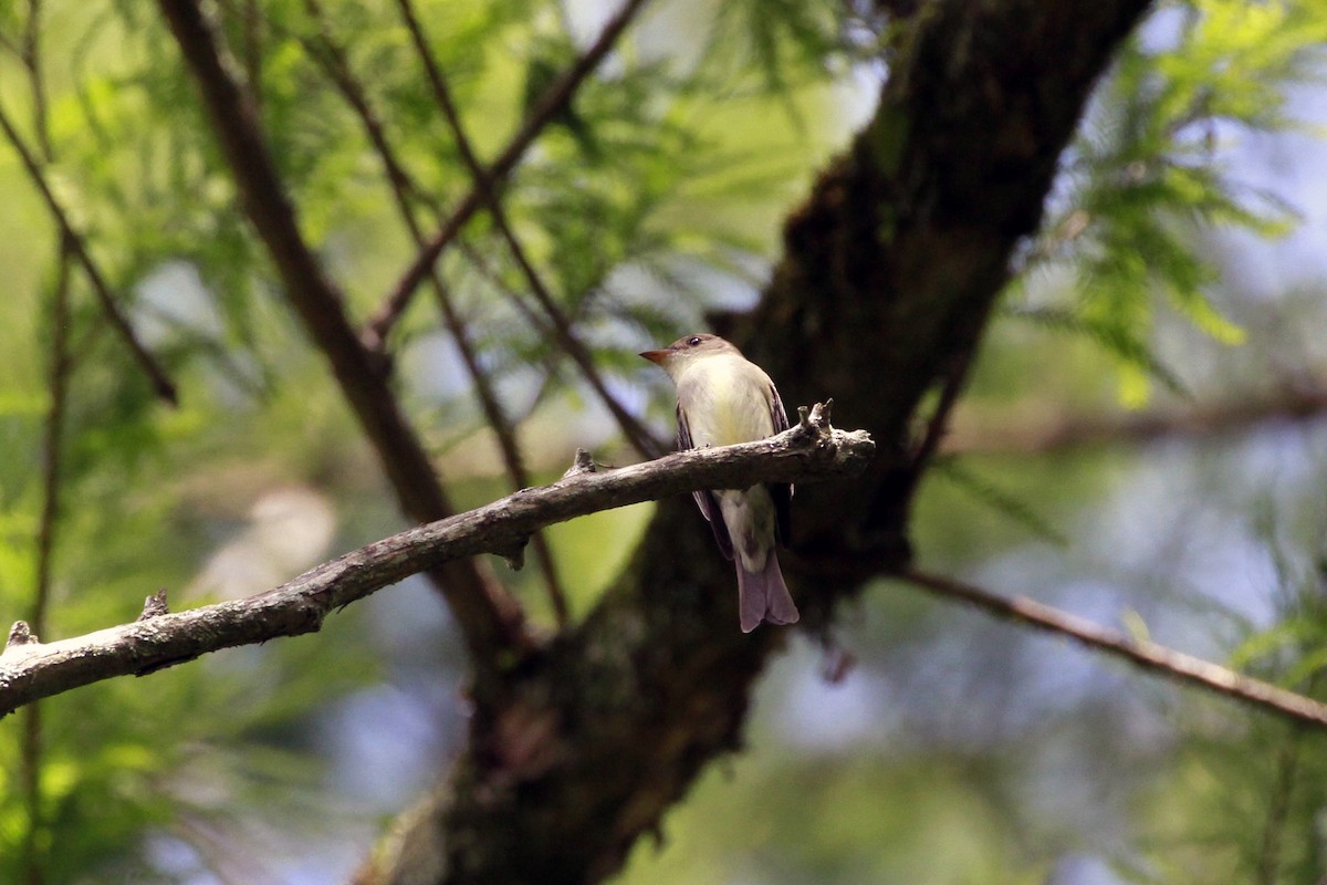 Eastern Wood-Pewee - Connie Guillory