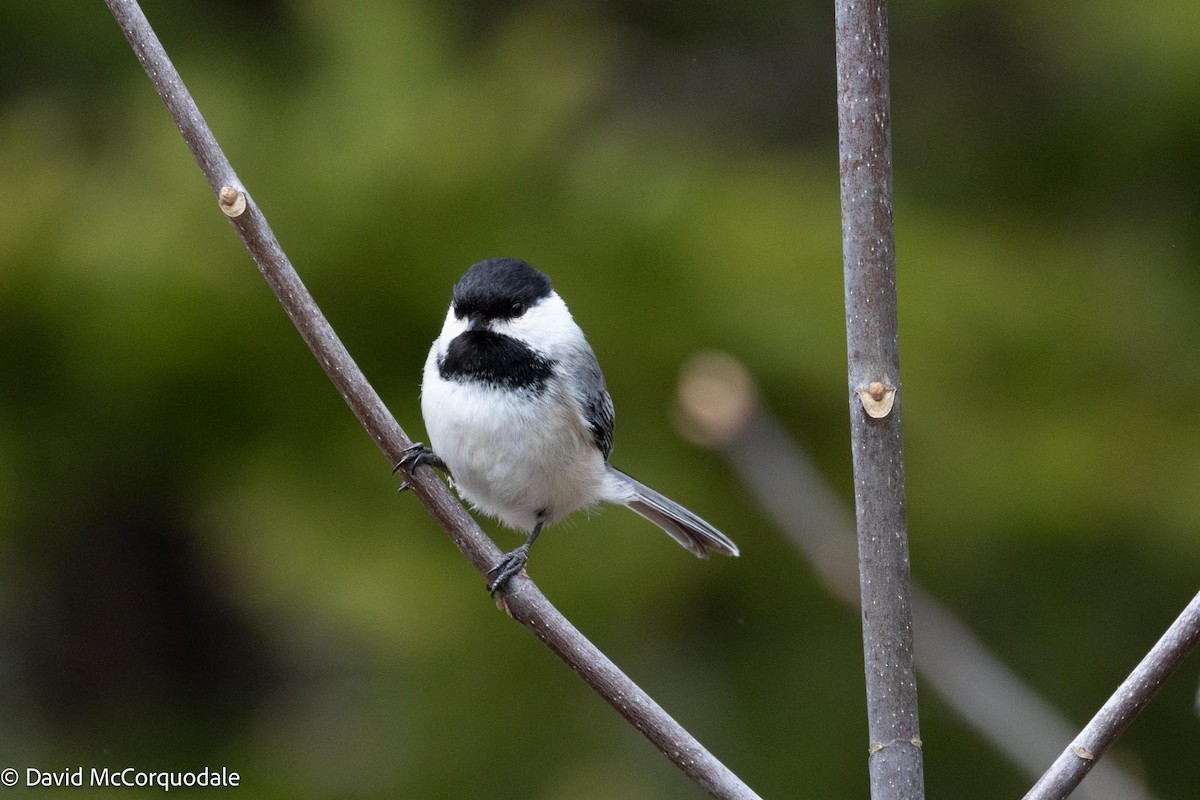 Black-capped Chickadee - David McCorquodale