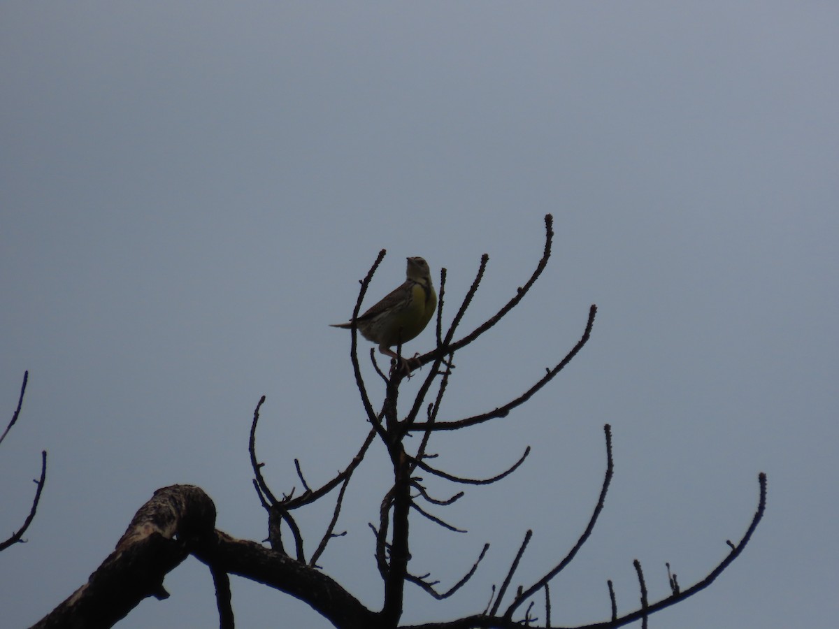 Western Meadowlark - Kieran Schnitzspahn