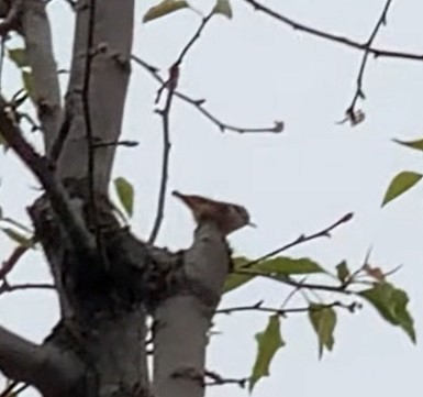 Red-breasted Nuthatch - Steve Teh