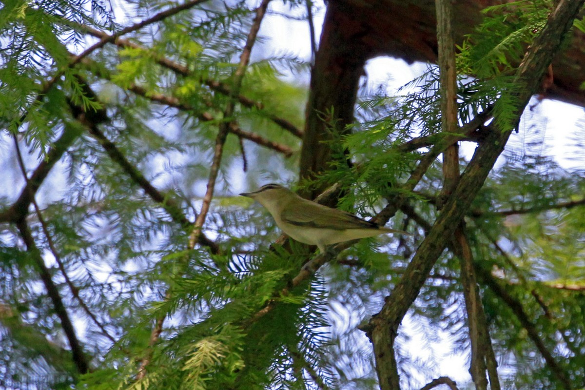 Vireo Ojirrojo - ML619487386