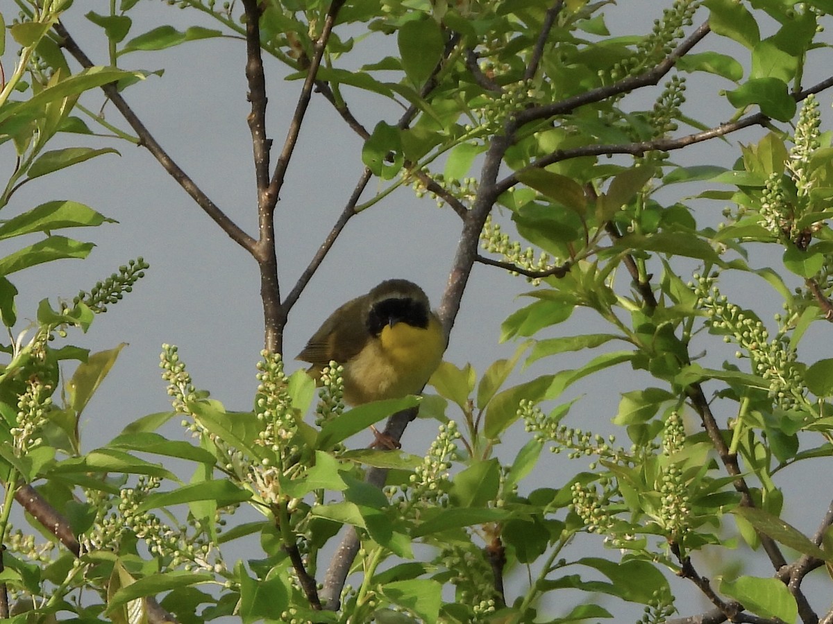 Common Yellowthroat - Anonymous