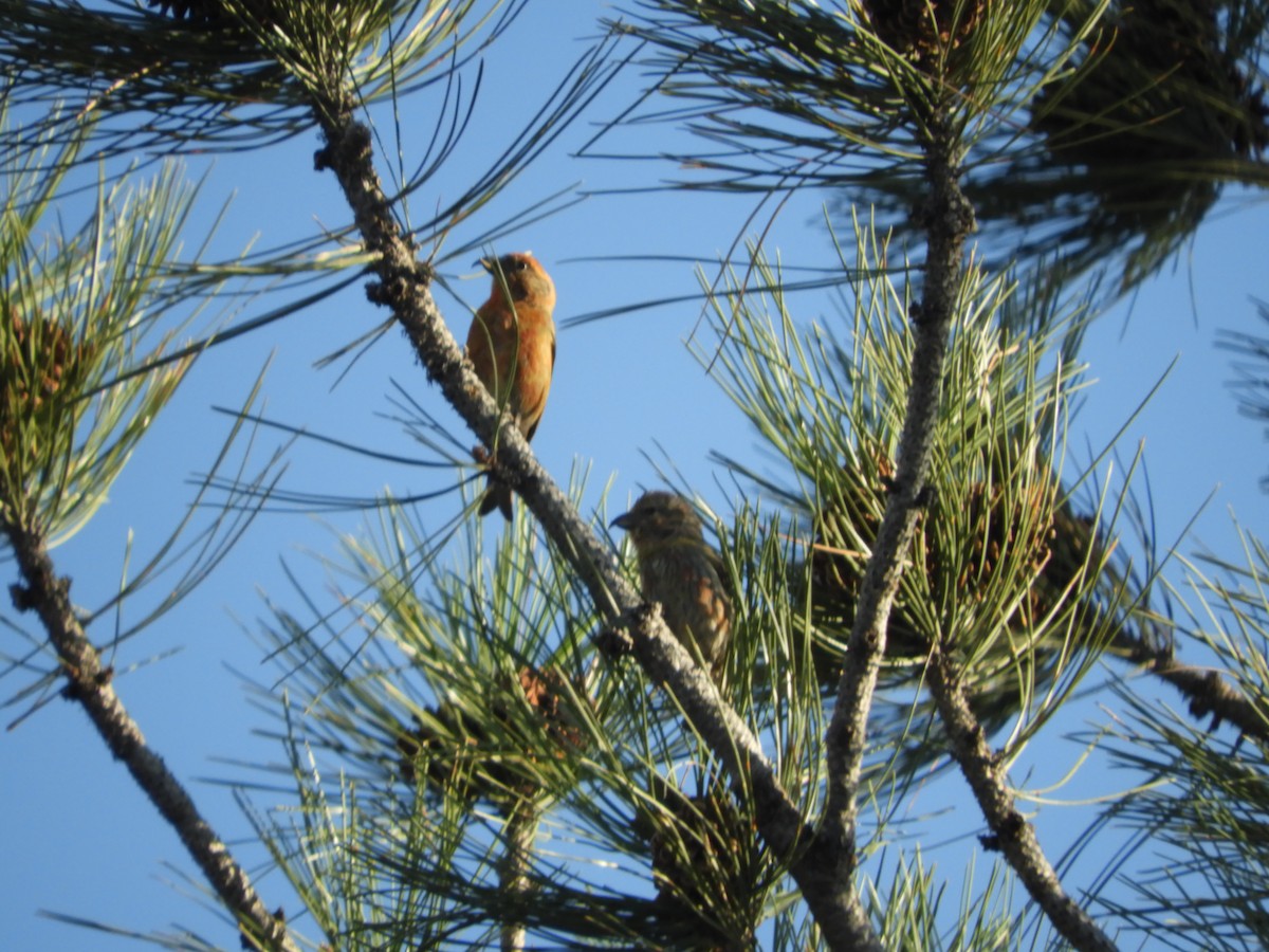 Red Crossbill - Thomas Bürgi