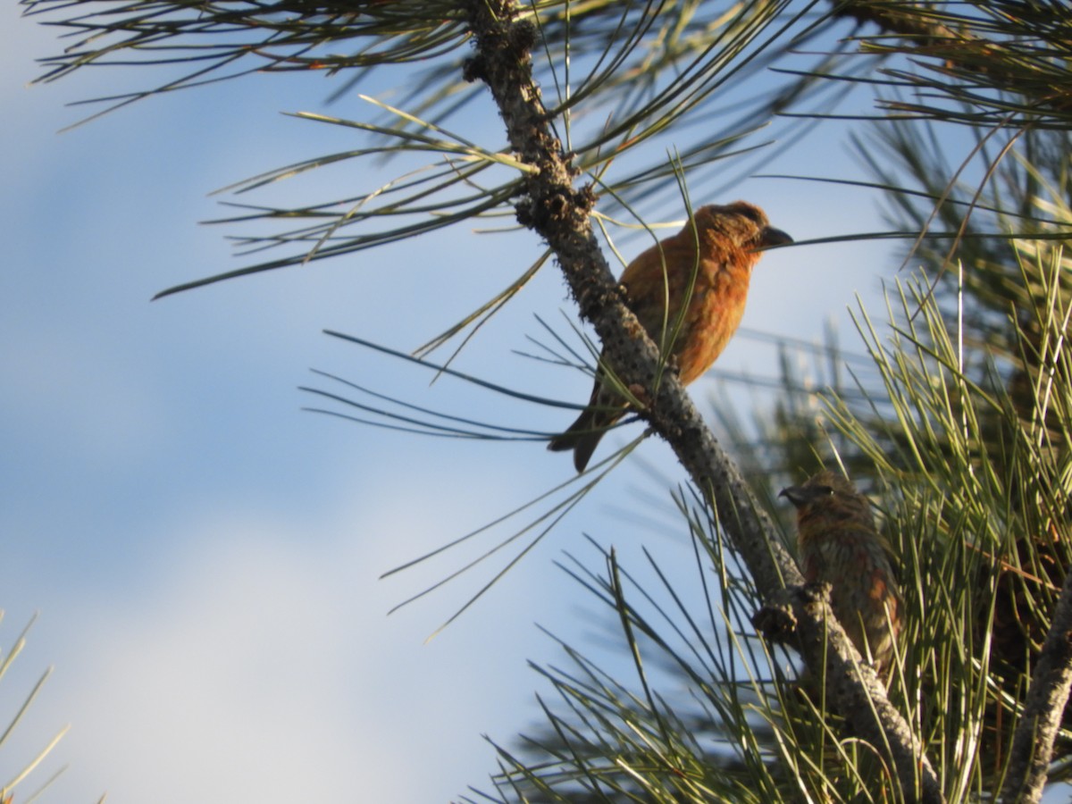 Red Crossbill - Thomas Bürgi