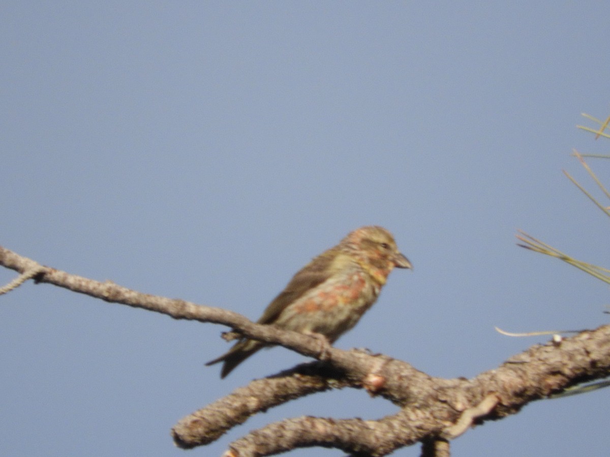 Red Crossbill - Thomas Bürgi