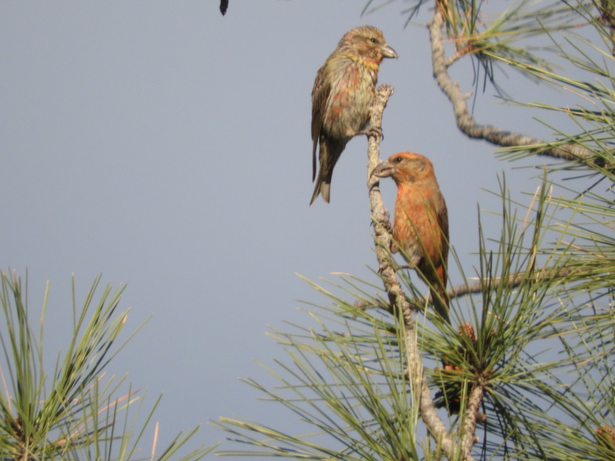 Red Crossbill - Thomas Bürgi