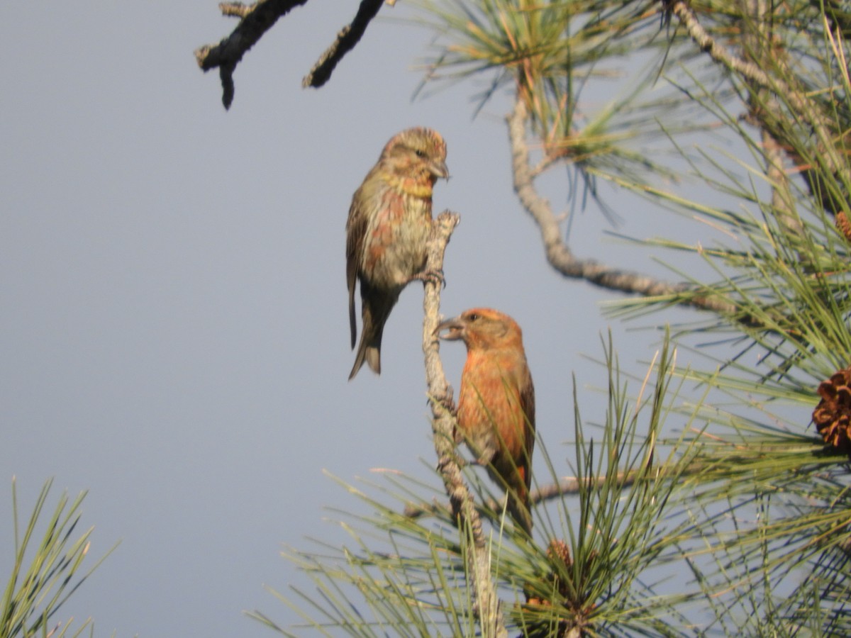 Red Crossbill - Thomas Bürgi