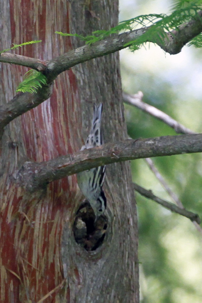 Black-and-white Warbler - ML619487405