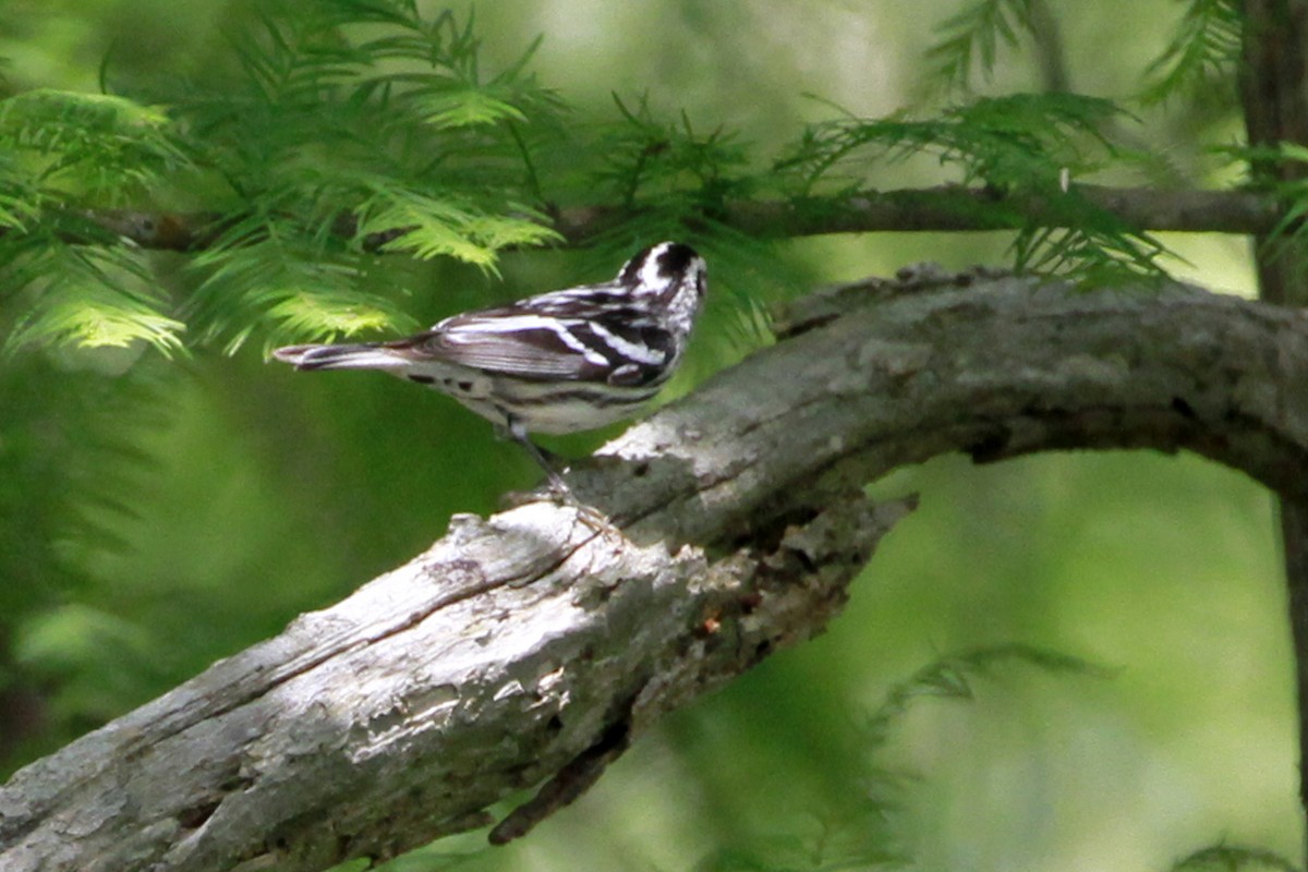 Black-and-white Warbler - ML619487406