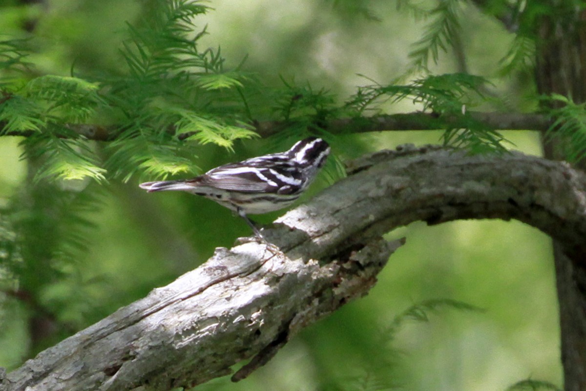 Black-and-white Warbler - ML619487407
