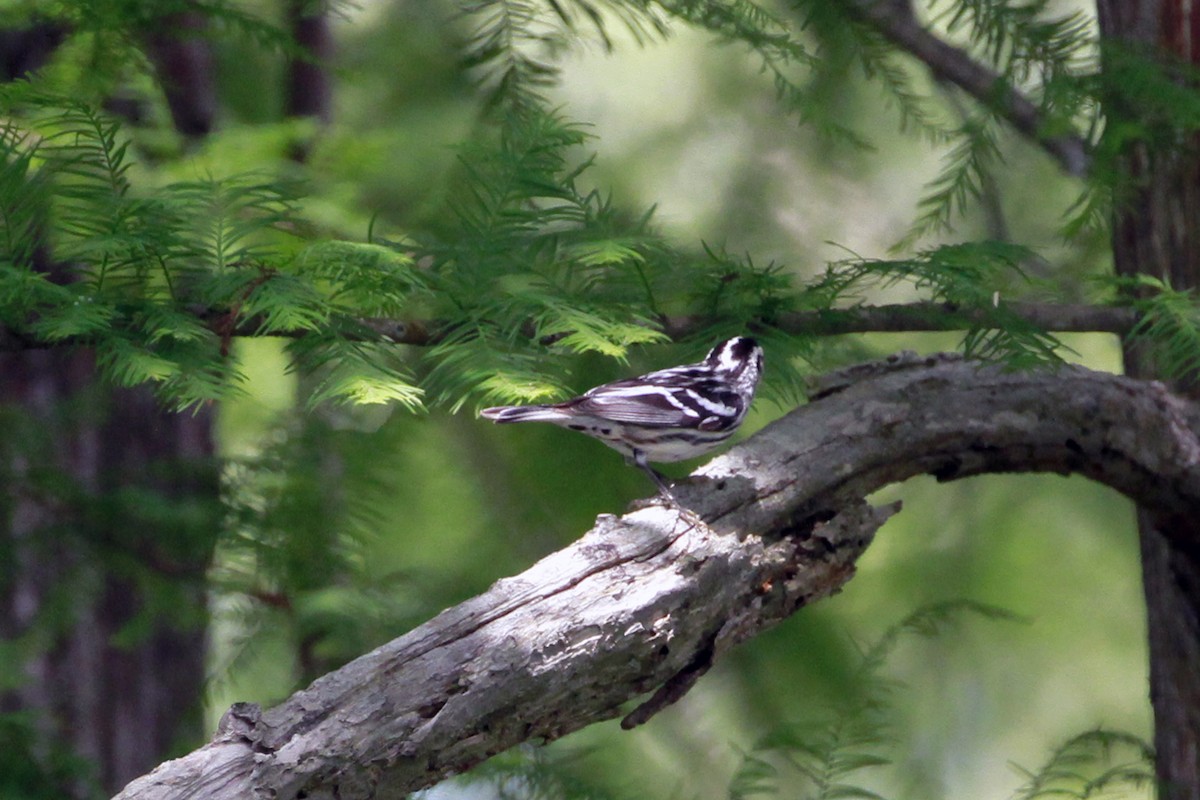Black-and-white Warbler - ML619487408