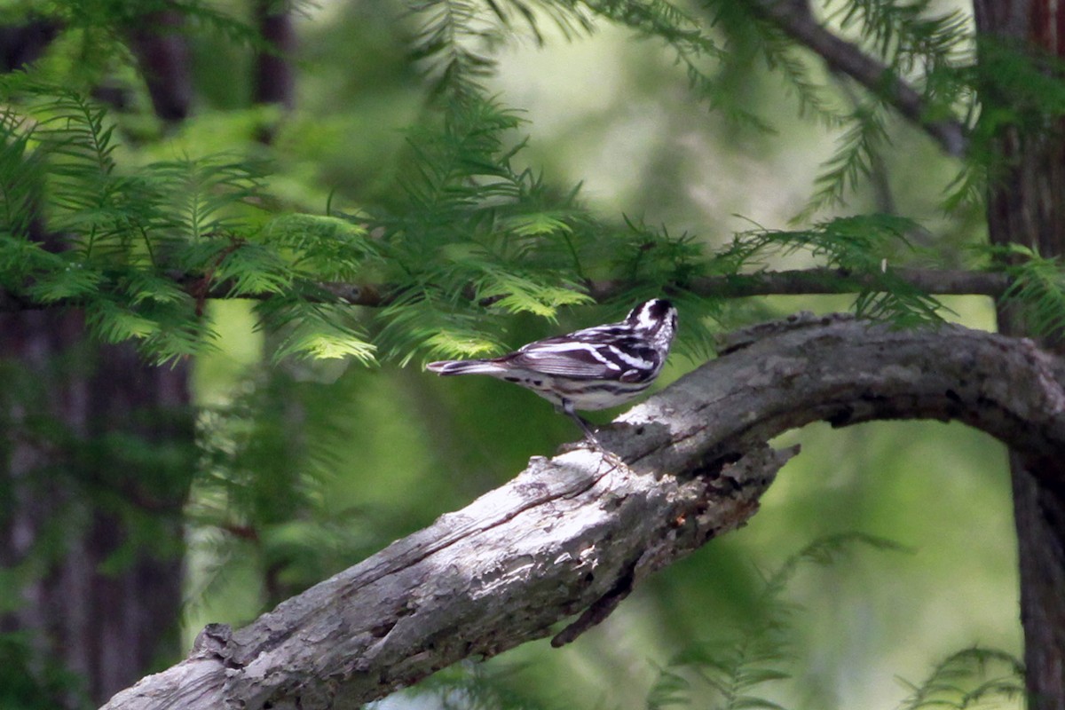 Black-and-white Warbler - Connie Guillory